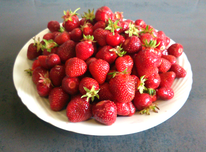 cueillette fraises alsace